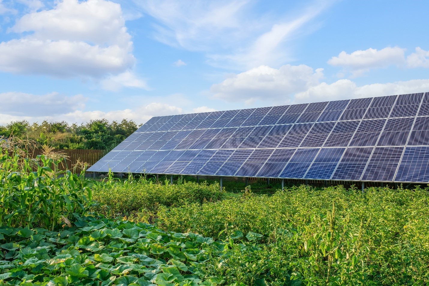 Qu’est-ce que l’agrivoltaïque et en quoi est-elle importante pour l’agriculture ?